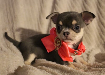 Les chiots de Chihuahua