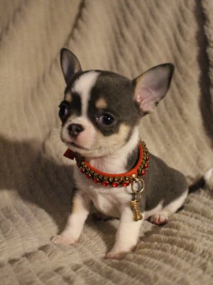 Les chiots de Chihuahua