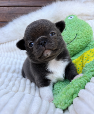 Les chiots de Chihuahua