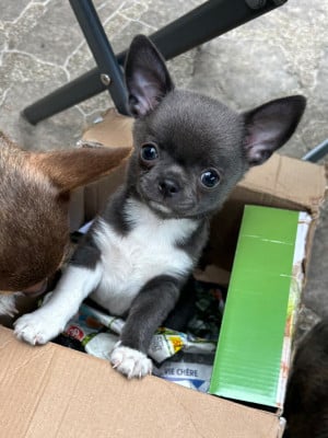 Les chiots de Chihuahua