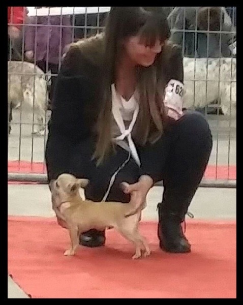 Lover dose of Alixora Blue - Classe Baby - 1er Très Prometteur