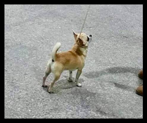 Lover dose of Alixora Blue - Classe Intermédiaire - 2ème Excellent