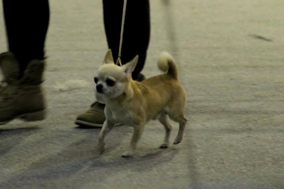 Lover dose of Alixora Blue - Classe Ouverte - RCACS 1ER Excellent