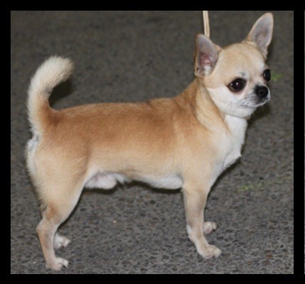 Lover dose of Alixora Blue - Classe Ouverte - 2ème Excellent