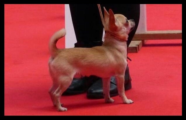 Lover dose of Alixora Blue - Classe Puppy - 2ème Très Prometteur