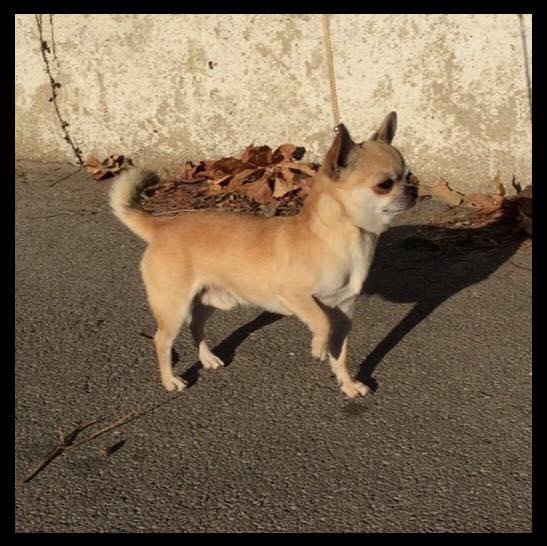 Lover dose of Alixora Blue - Classe ouverte - Excellent