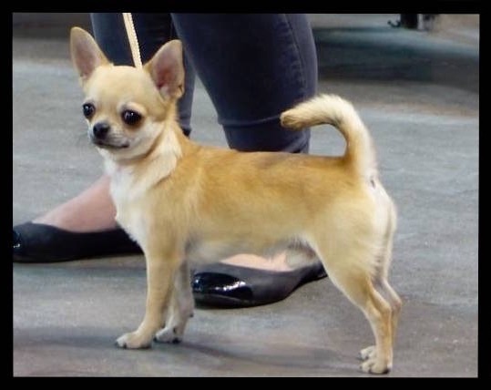 Lover dose of Alixora Blue - Classe Puppy - Prometteur