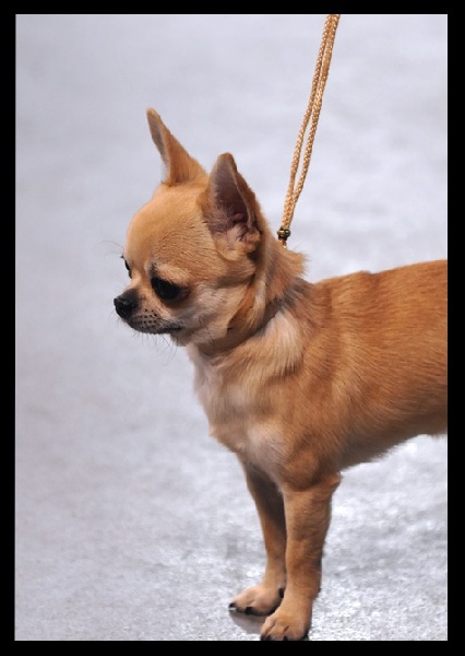 Lover dose of Alixora Blue - Classe Jeune - 1er Excellent