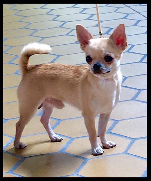 Lover dose of Alixora Blue - Classe Jeune - Excellent