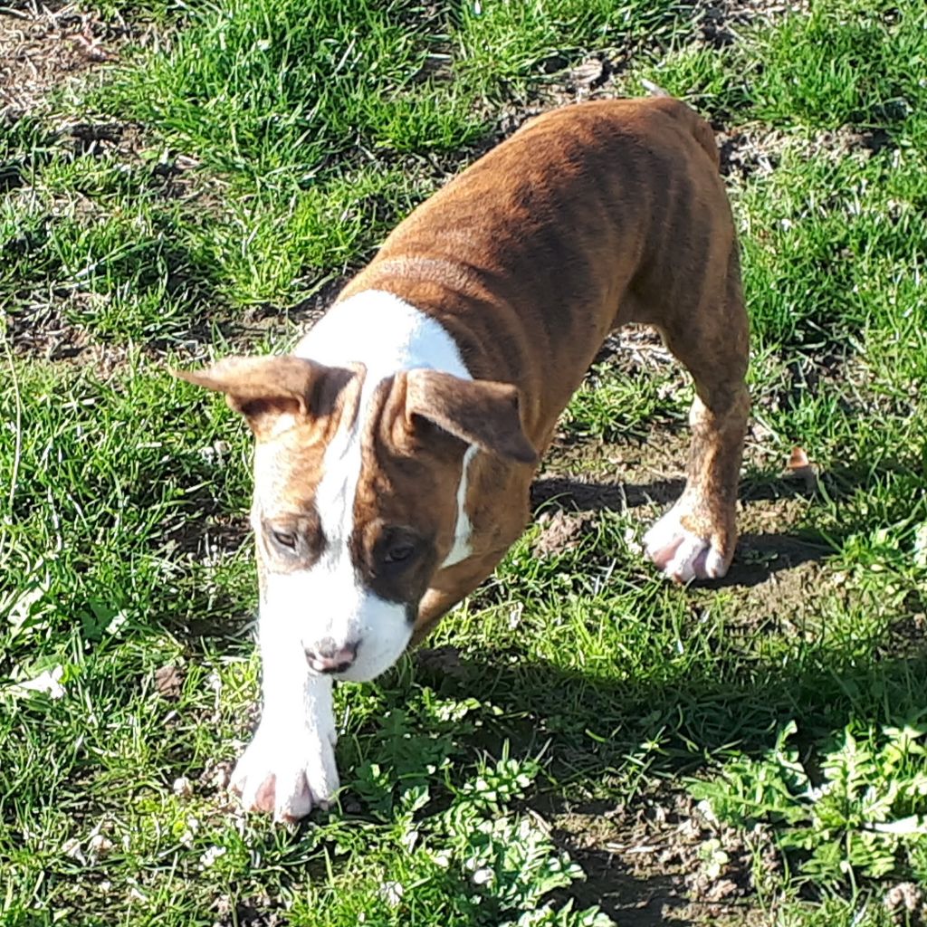 Chiot American Staffordshire Terrier, Femelle 2 Remember