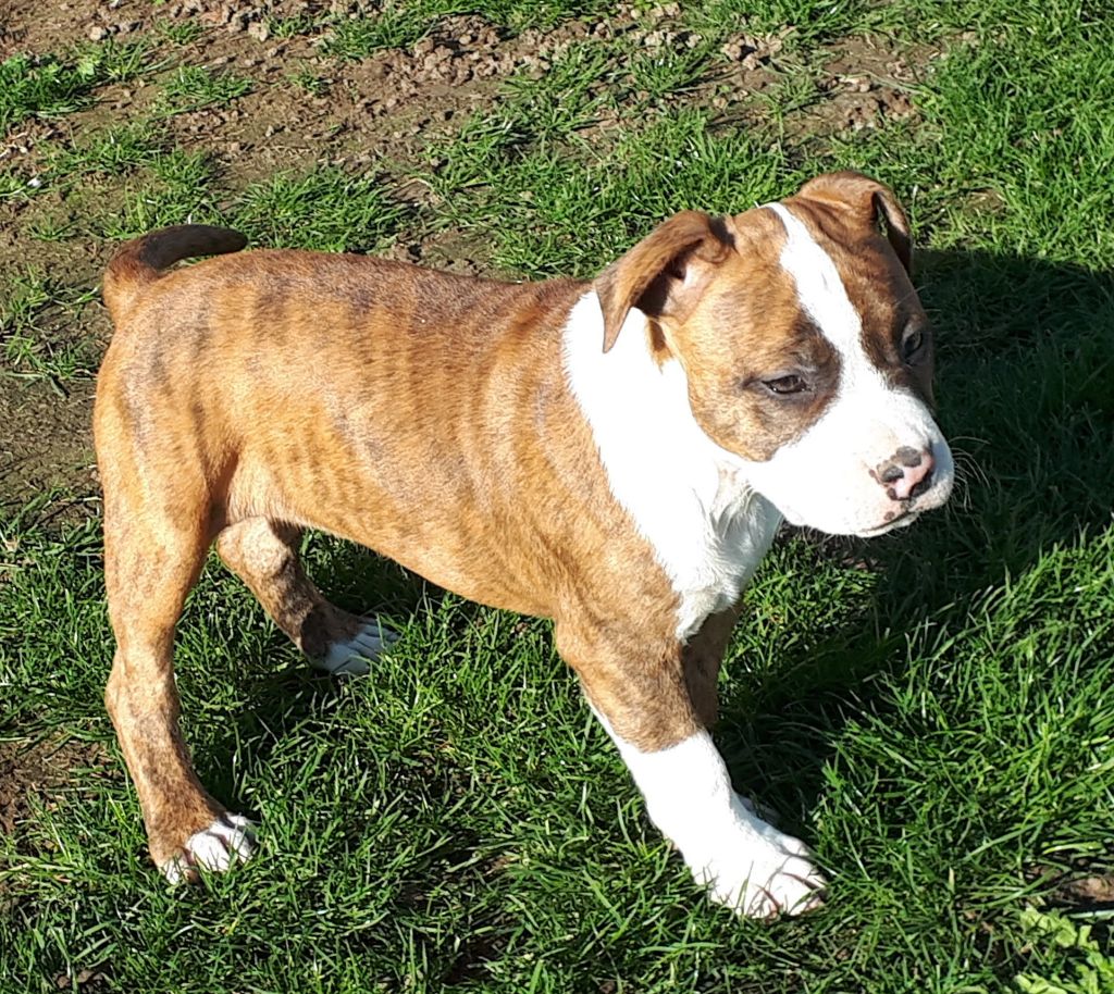 Chiot American Staffordshire Terrier, Femelle 2 Remember