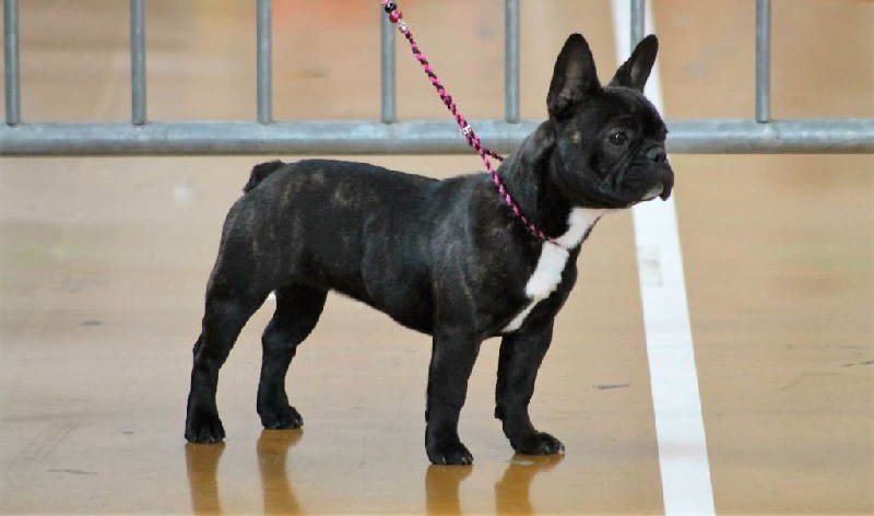 Justine tite goutte Of Heart Eaters - Prometteur non classé classe puppy