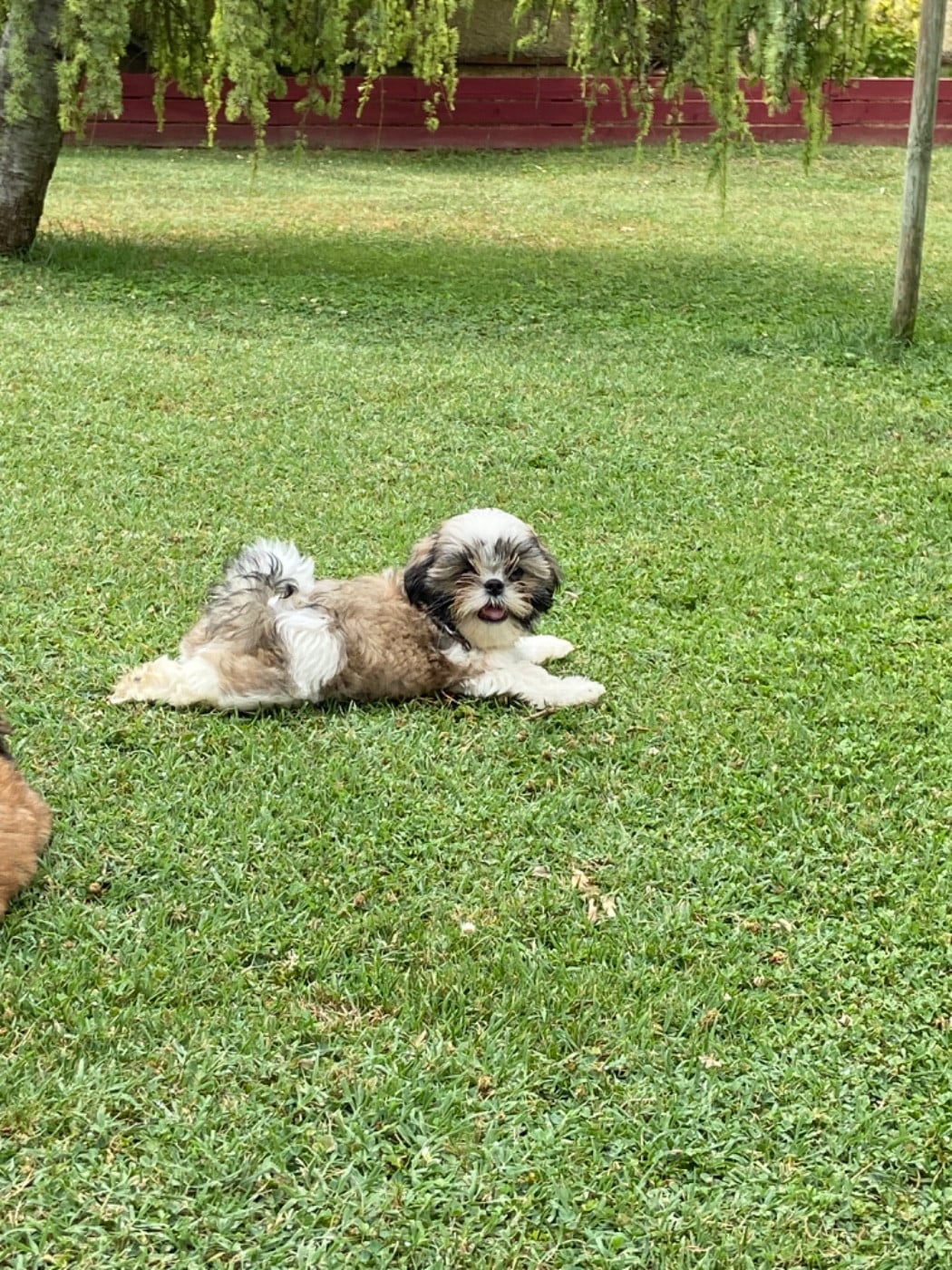 Balthazar - Shih Tzu