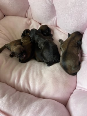 Les chiots de Shih Tzu