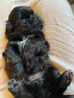 Les chiots de Shih Tzu