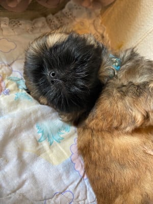 Les chiots de Shih Tzu