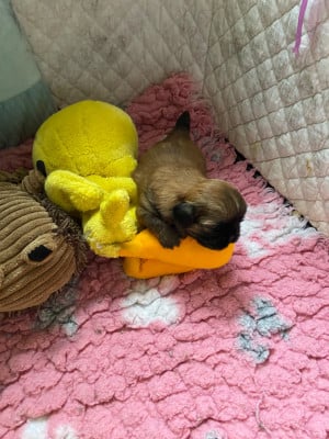 Les chiots de Shih Tzu