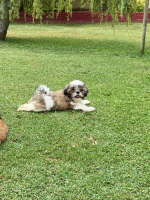 Les chiots de Shih Tzu