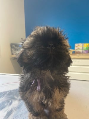 Les chiots de Shih Tzu