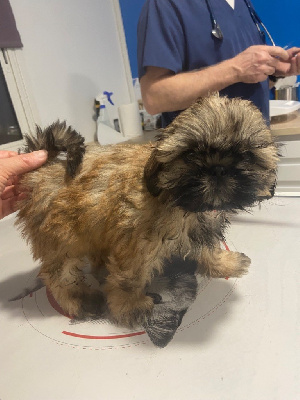 Les chiots de Shih Tzu