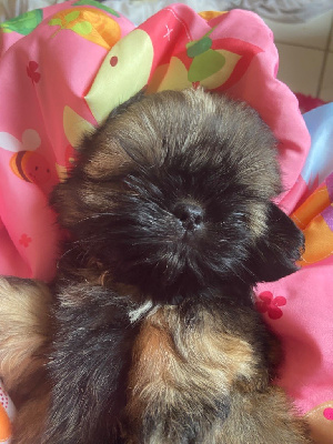 Les chiots de Shih Tzu
