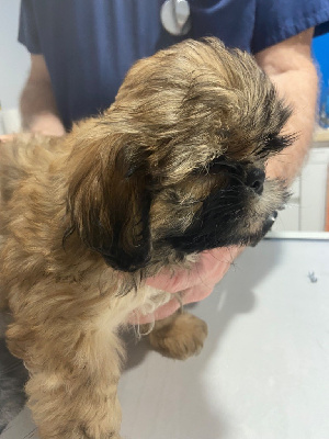 Les chiots de Shih Tzu