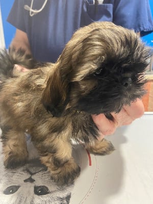 Les chiots de Shih Tzu
