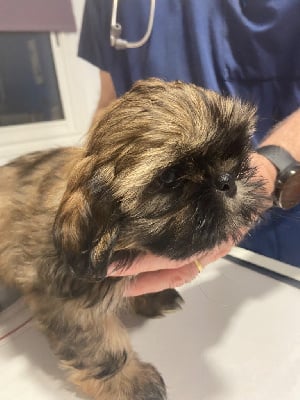 Les chiots de Shih Tzu