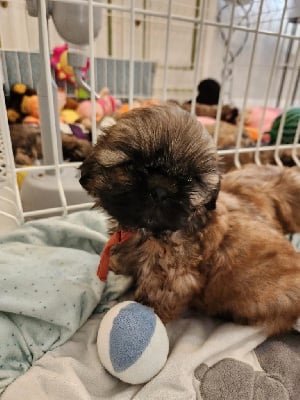 Les chiots de Shih Tzu