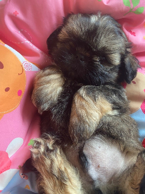 Les chiots de Shih Tzu