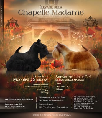 Les chiots de Scottish Terrier