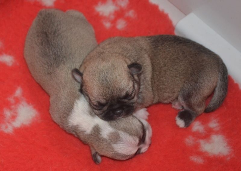 chiot Chihuahua Du Gond D'Estinne