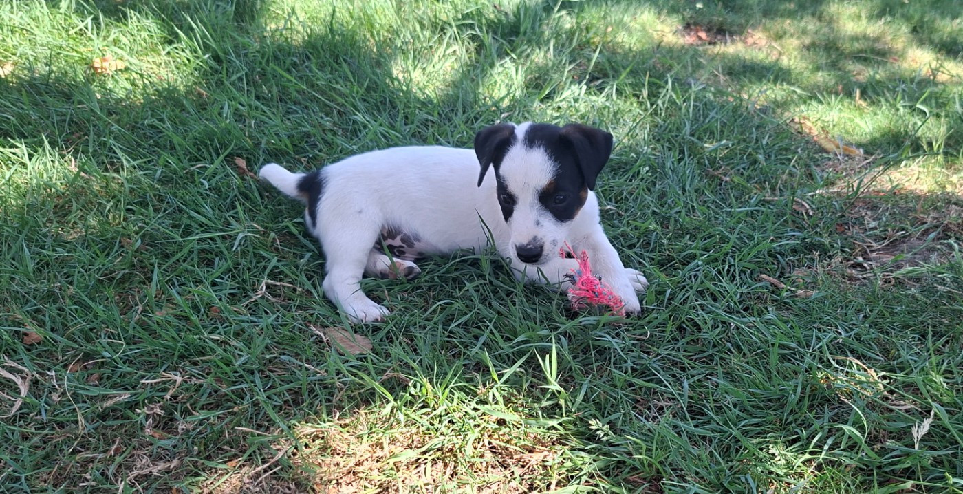 CHIOT 3