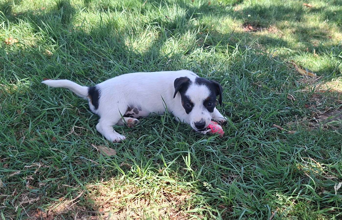 CHIOT 3