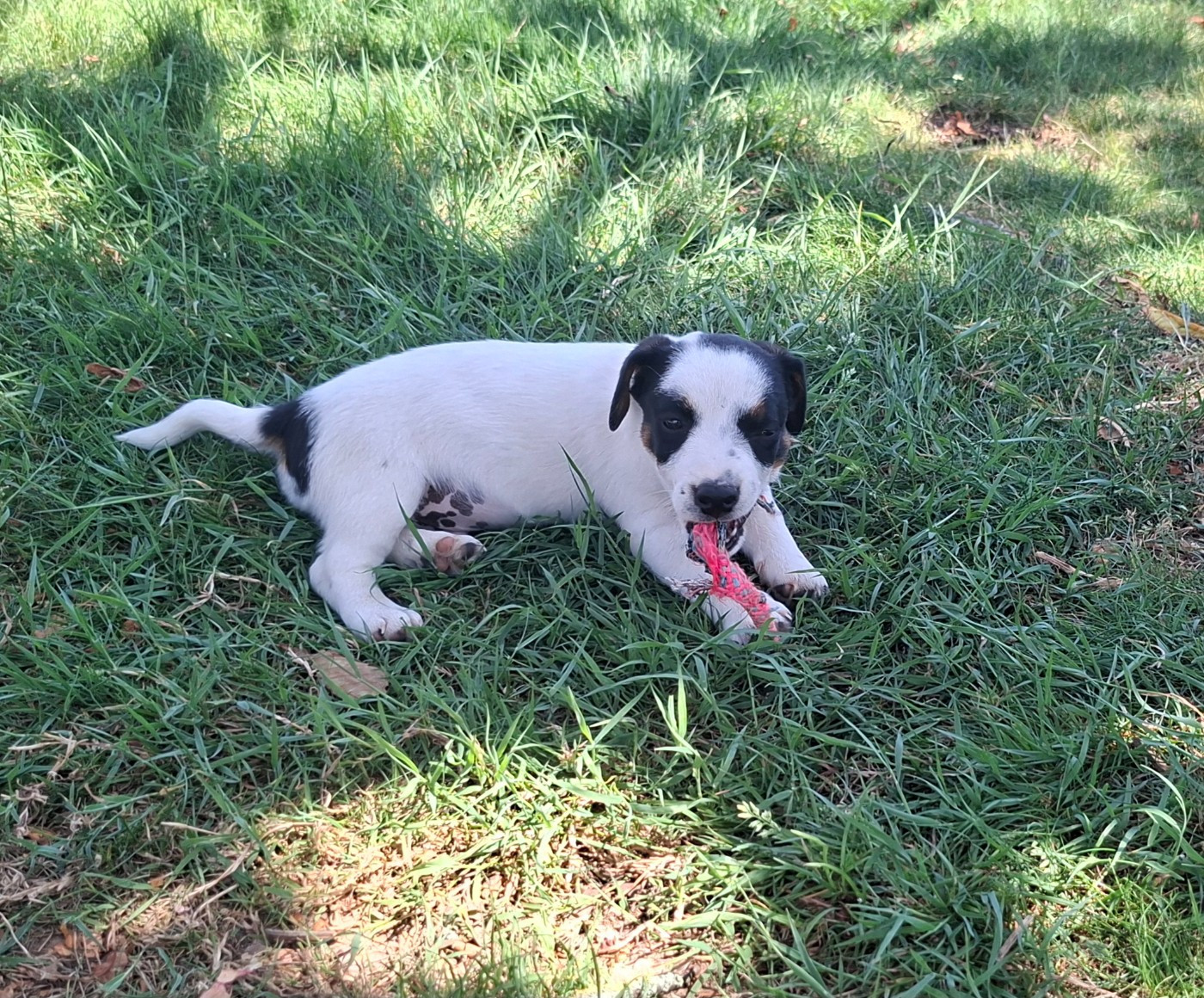 CHIOT 3