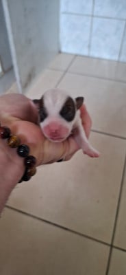 Les chiots de Jack Russell Terrier