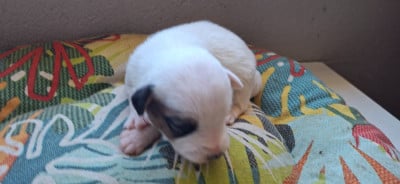 Les chiots de Jack Russell Terrier