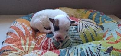 Les chiots de Jack Russell Terrier