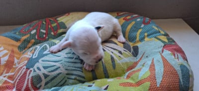 Les chiots de Jack Russell Terrier