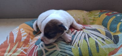 Les chiots de Jack Russell Terrier