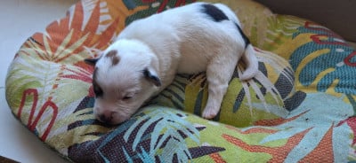 Les chiots de Jack Russell Terrier