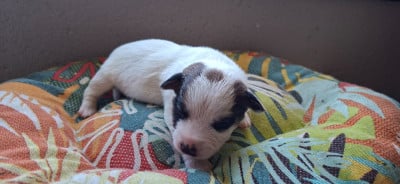 Les chiots de Jack Russell Terrier