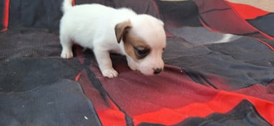 Les chiots de Jack Russell Terrier