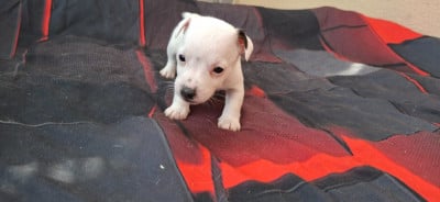 Les chiots de Jack Russell Terrier