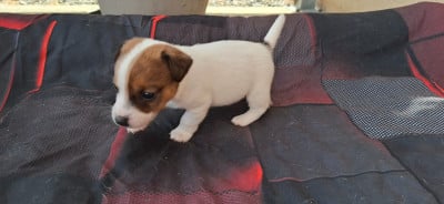 Les chiots de Jack Russell Terrier