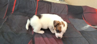 Les chiots de Jack Russell Terrier