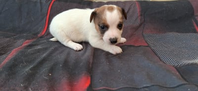 Les chiots de Jack Russell Terrier