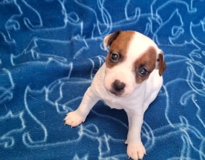 Les chiots de Jack Russell Terrier