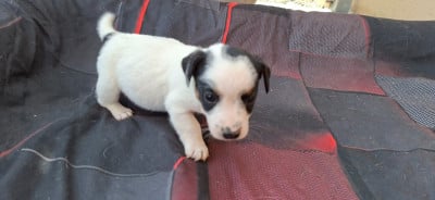 Les chiots de Jack Russell Terrier