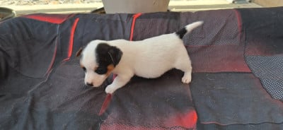 Les chiots de Jack Russell Terrier